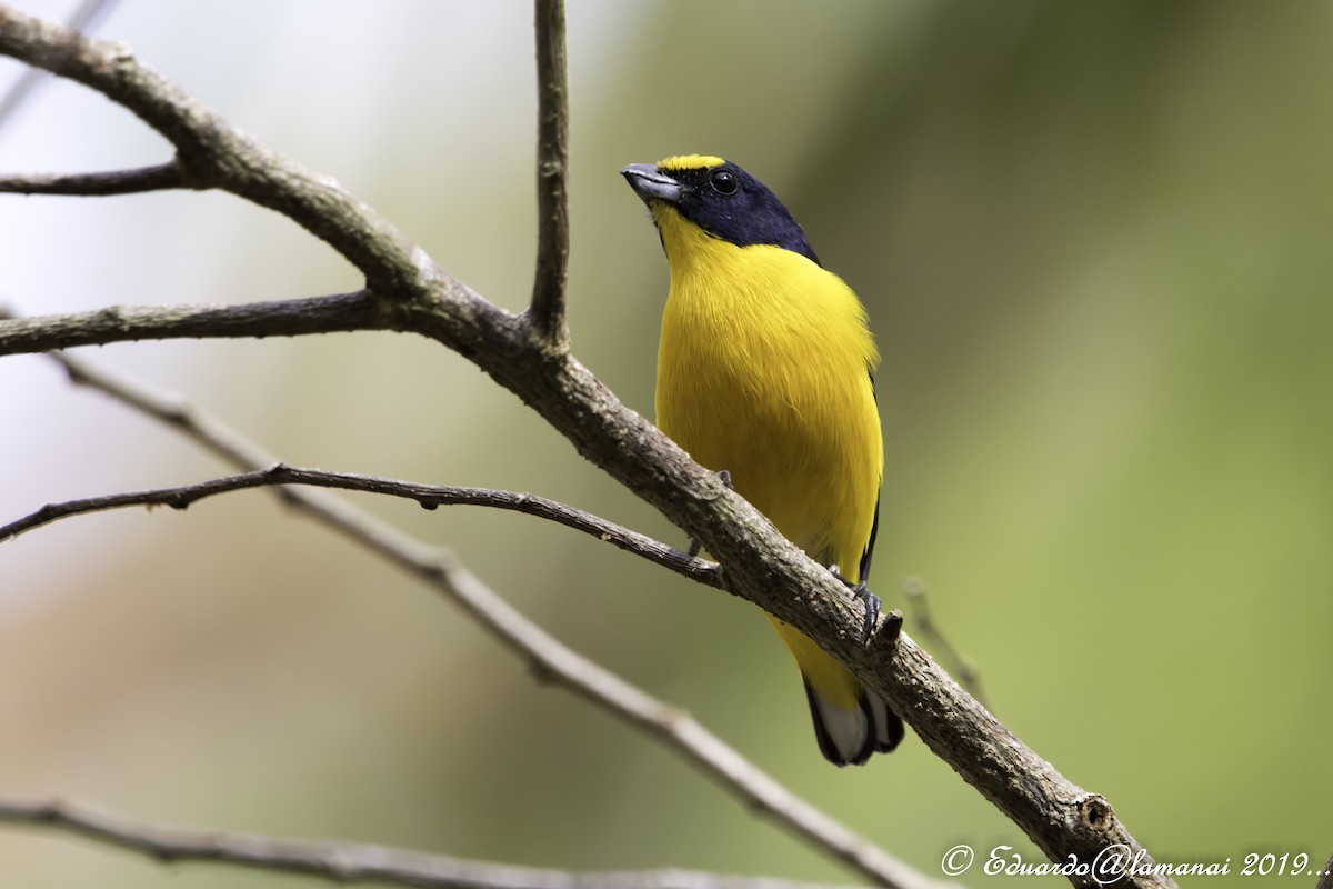 Yellow-throated Euphonia - Jorge Eduardo Ruano