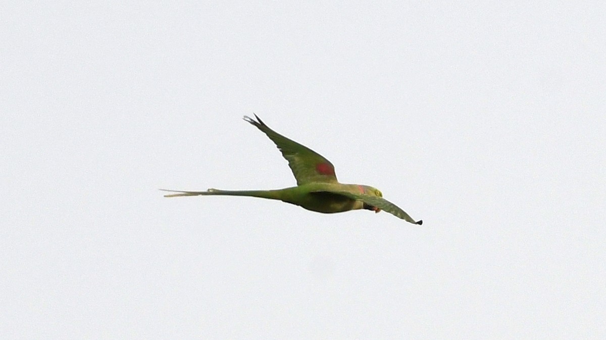 Alexandrine Parakeet - ML178826791