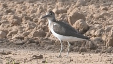 Common Sandpiper - ML178826811