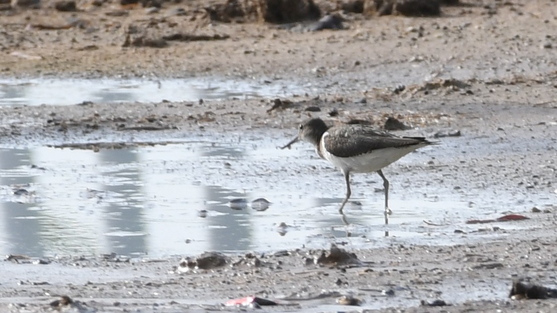 Common Sandpiper - Vlad Sladariu