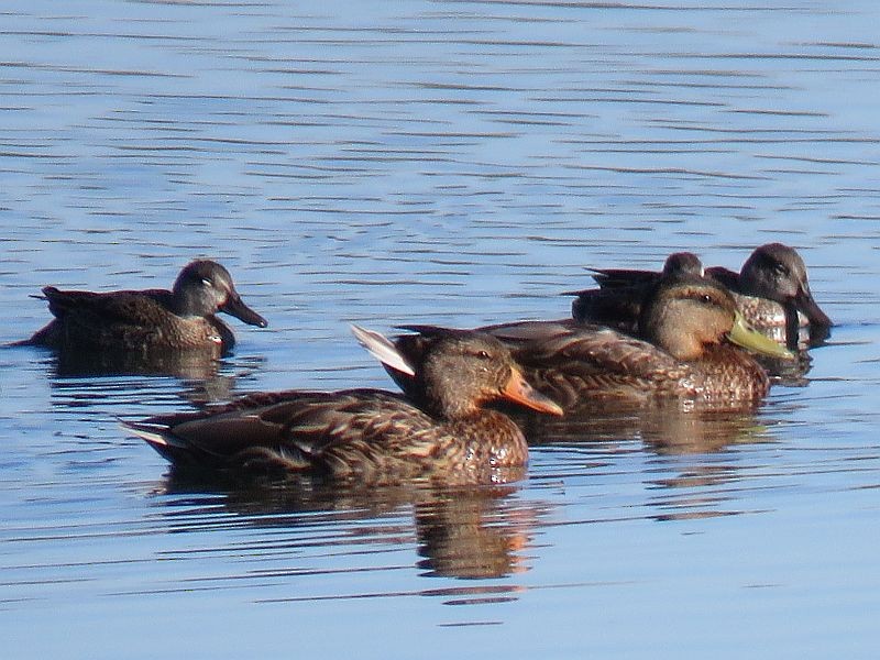 Blue-winged Teal - Tracy The Birder