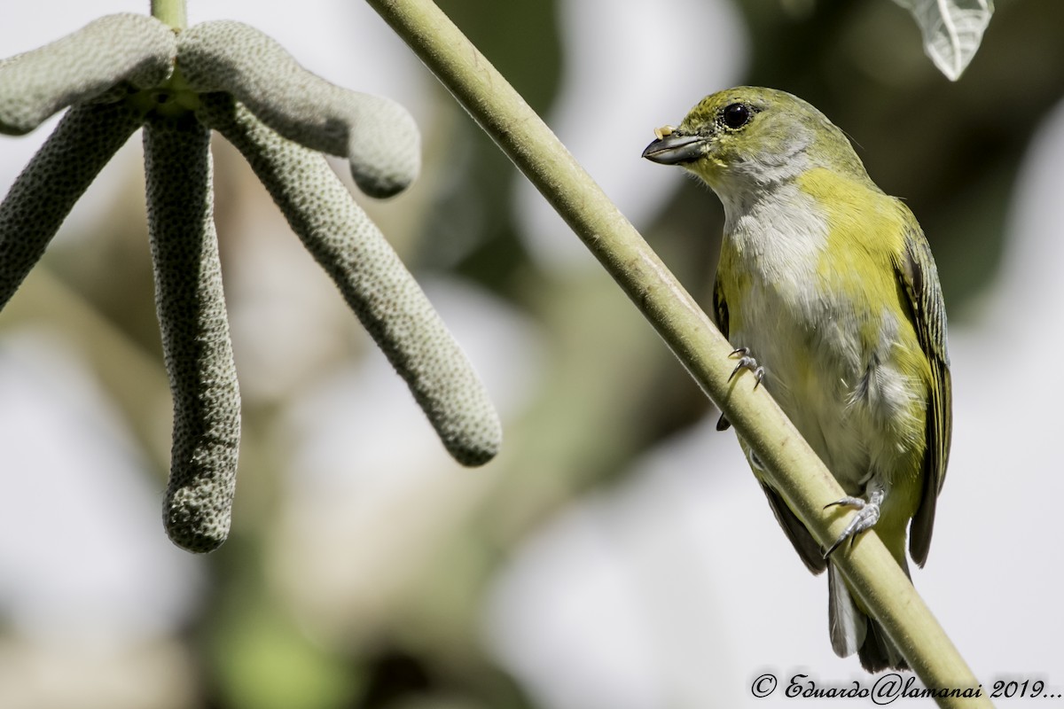 Yellow-throated Euphonia - ML178827561