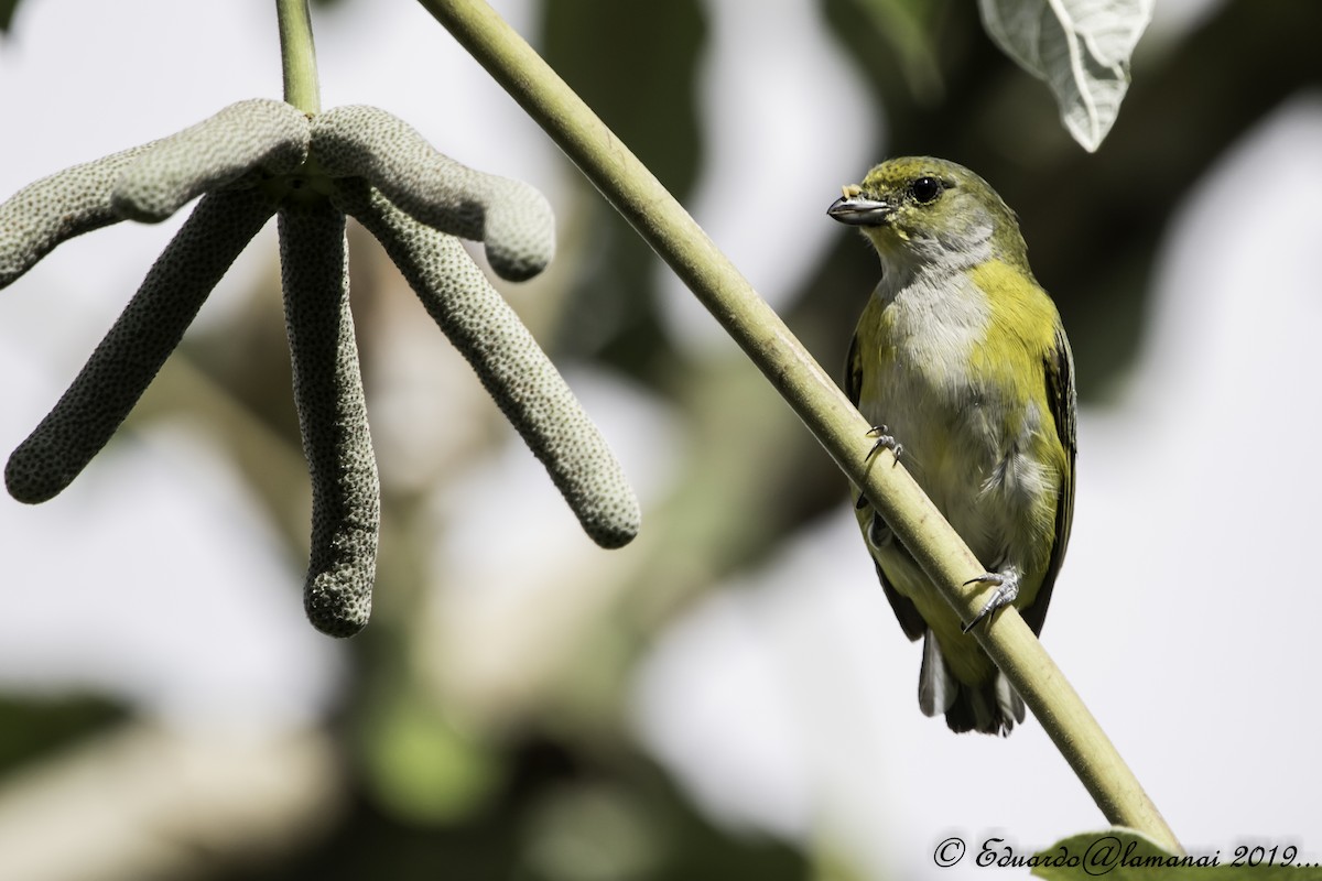 Yellow-throated Euphonia - ML178827601