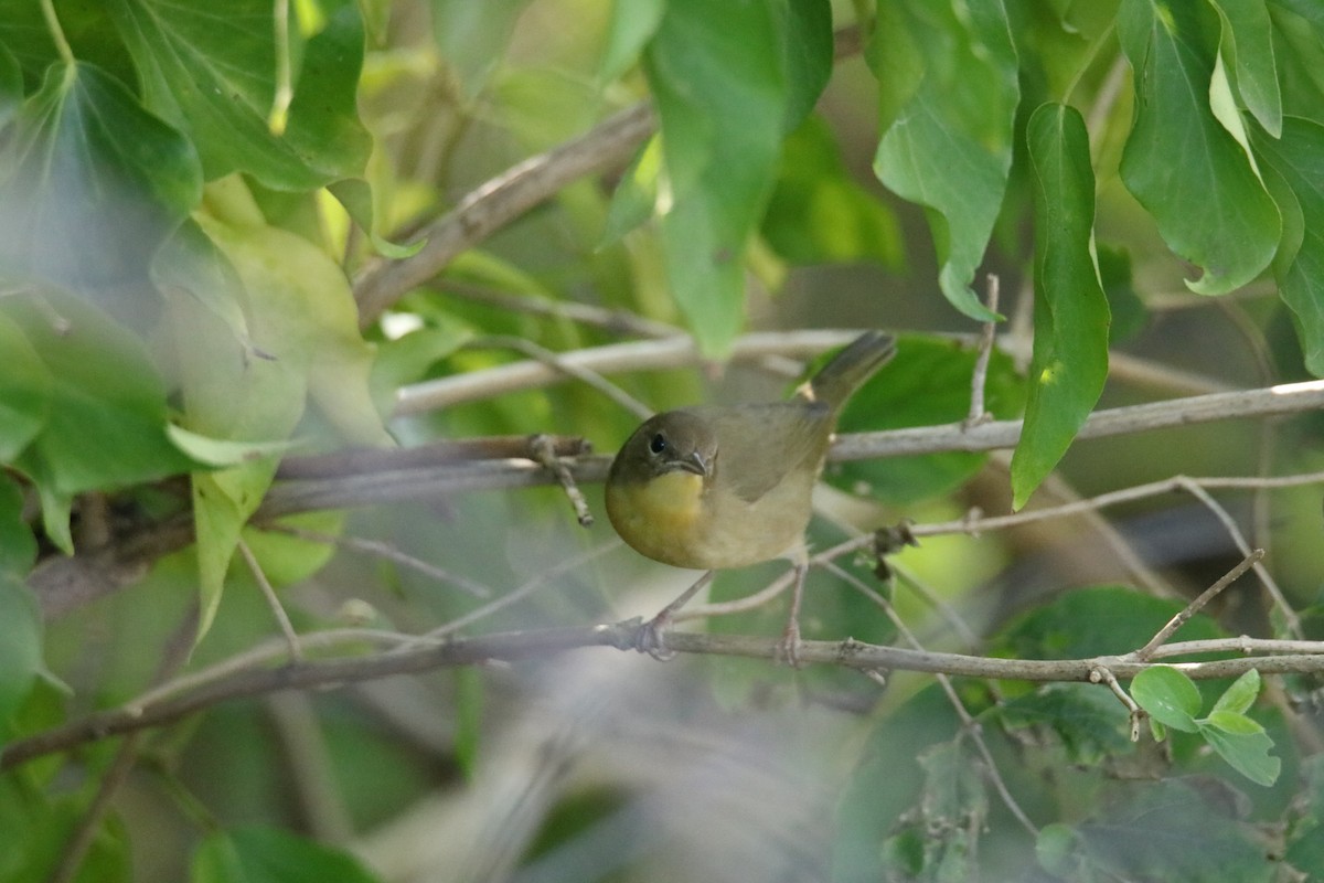 Common Yellowthroat - ML178828961