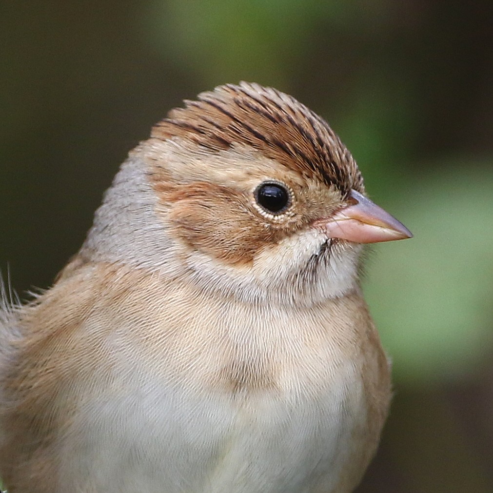 Clay-colored Sparrow - ML178830441