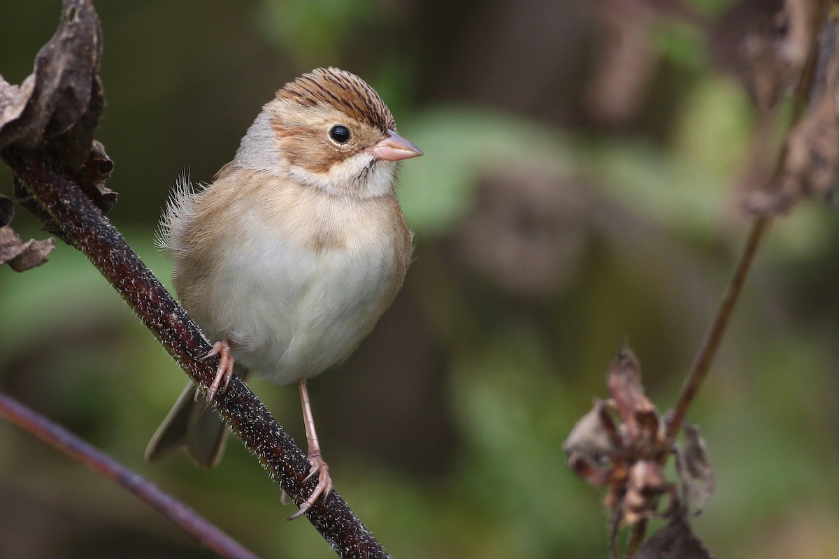 Clay-colored Sparrow - ML178830511