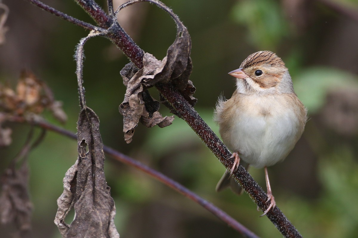 Clay-colored Sparrow - ML178830541