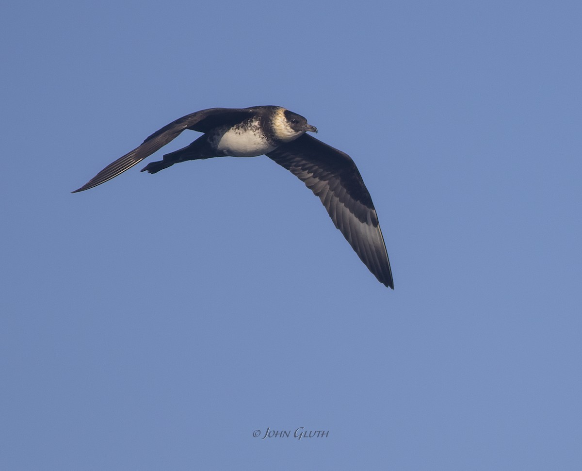 Pomarine Jaeger - ML178830861