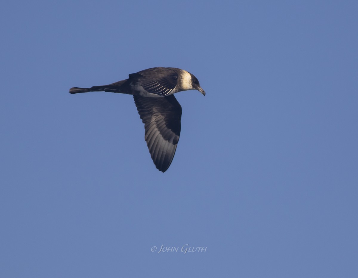 Pomarine Jaeger - John Gluth