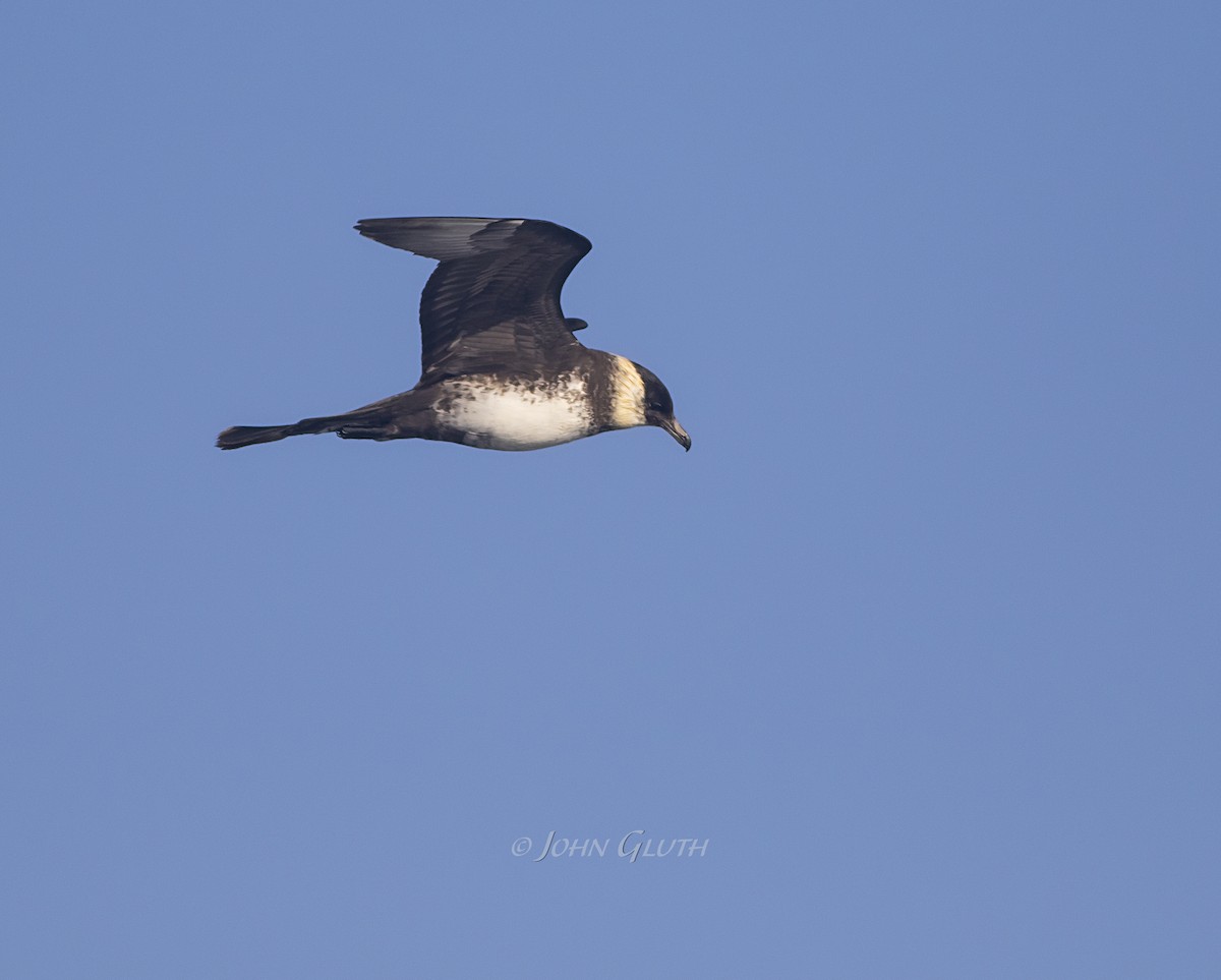 Pomarine Jaeger - ML178830881