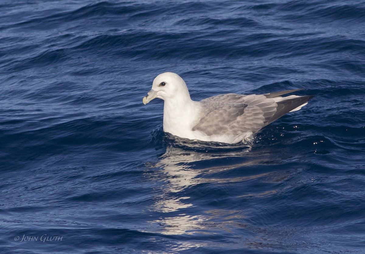 Fulmar Boreal (Atlántico) - ML178832011