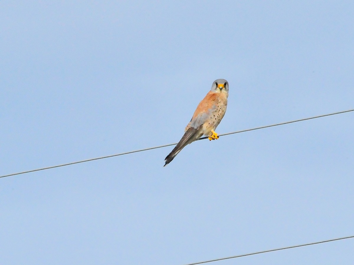 Lesser Kestrel - Jean-Louis  Carlo