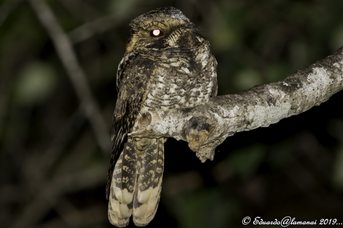 Yucatan Nightjar - ML178832591