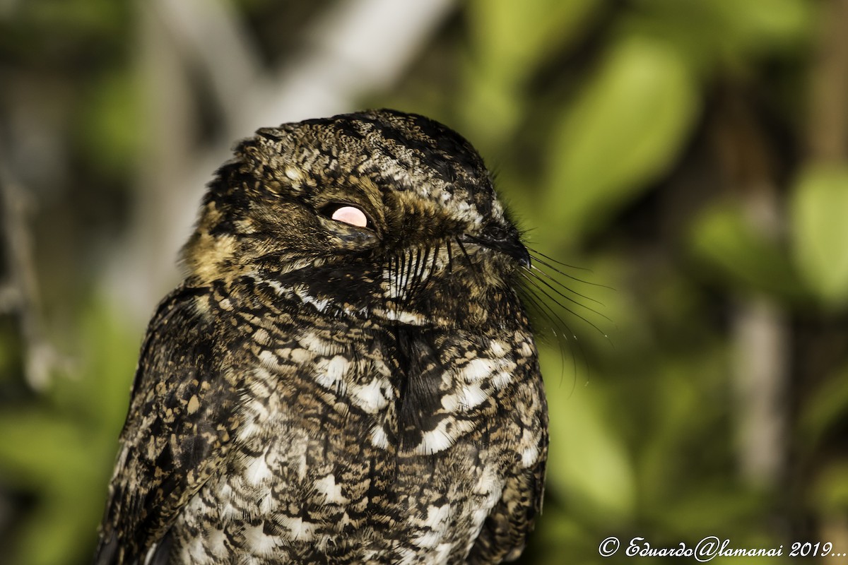 Yucatan Nightjar - ML178832921