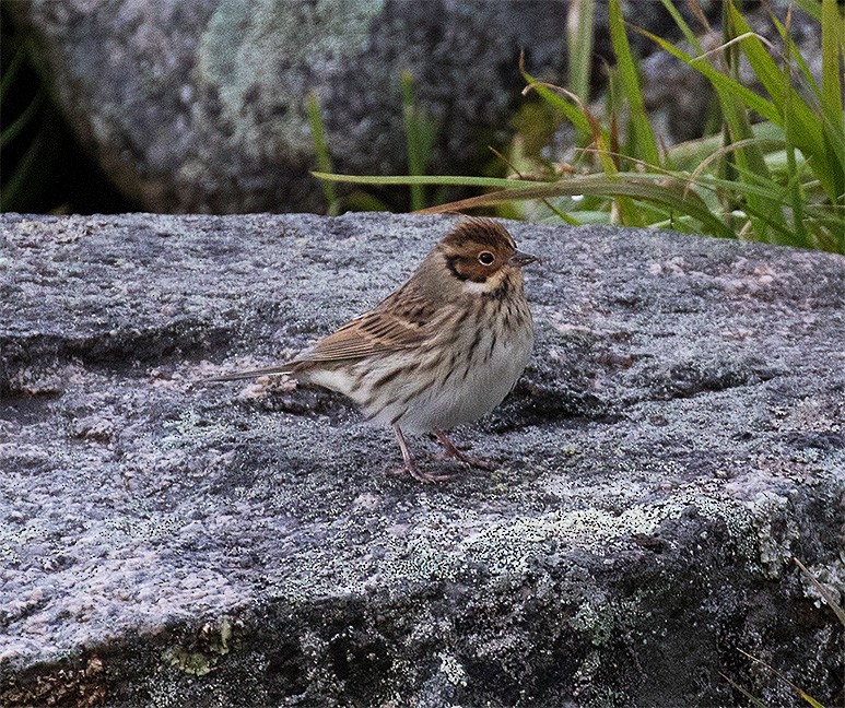 Little Bunting - Paul Lehman