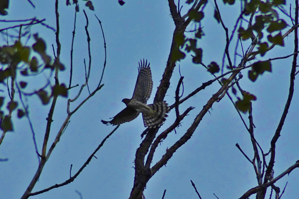 Sharp-shinned Hawk - ML178835031