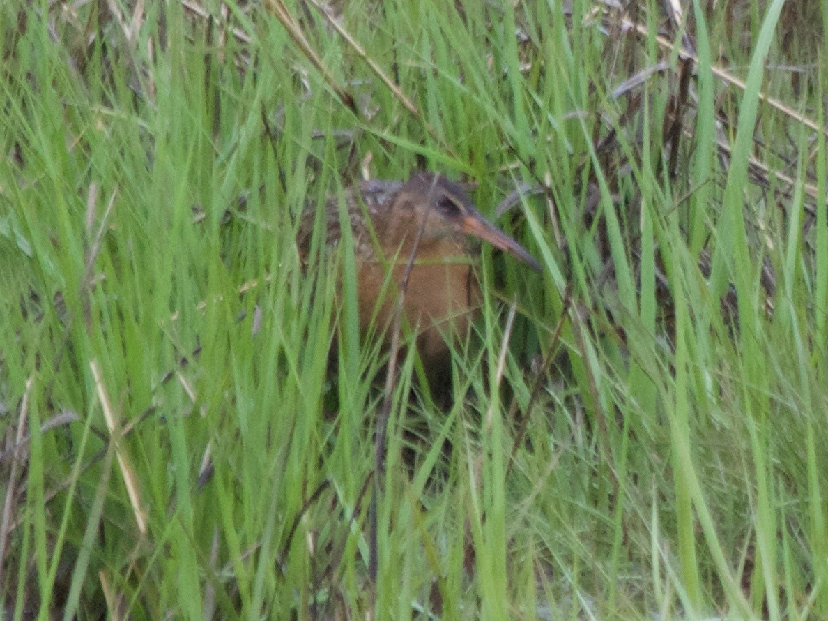 King Rail - Tim Antanaitis