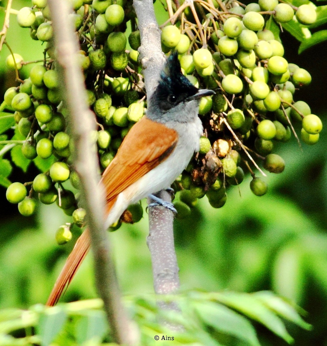 Indian Paradise-Flycatcher - ML178840811