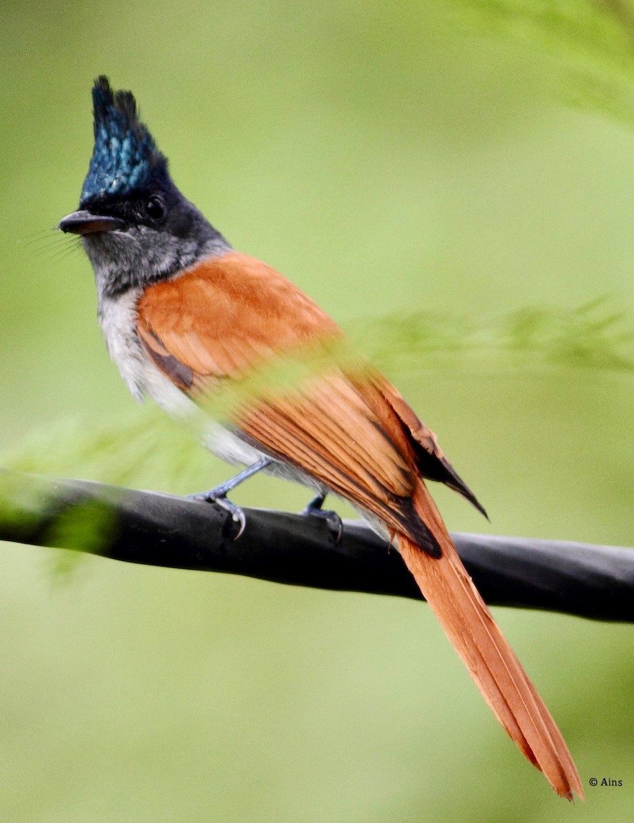 Indian Paradise-Flycatcher - ML178840851