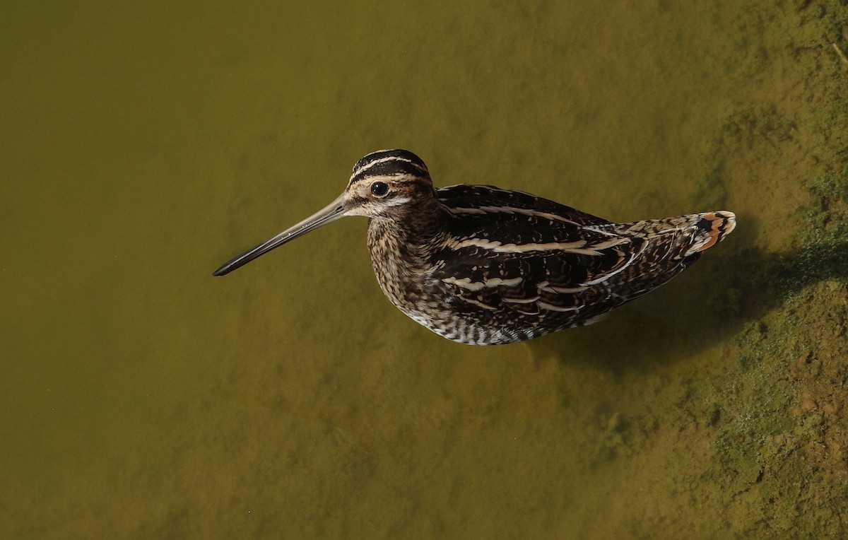 Wilson's Snipe - Brooks Hart