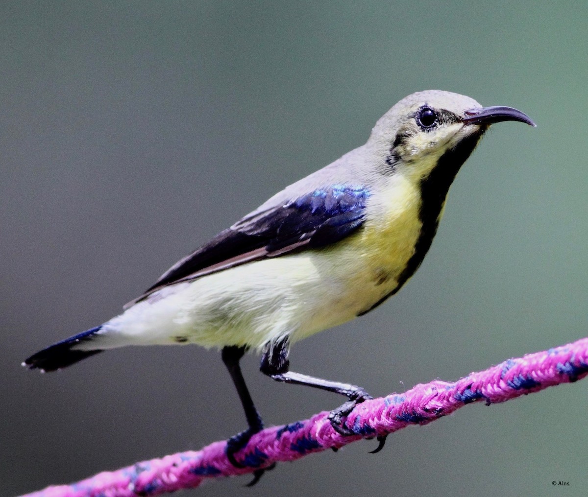 Purple Sunbird - ML178841581