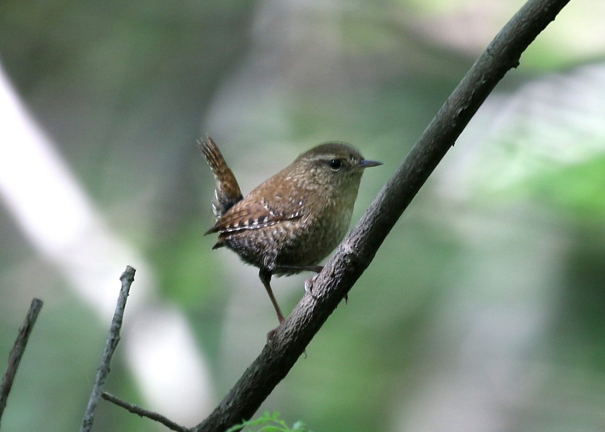 Winter Wren - ML178841611