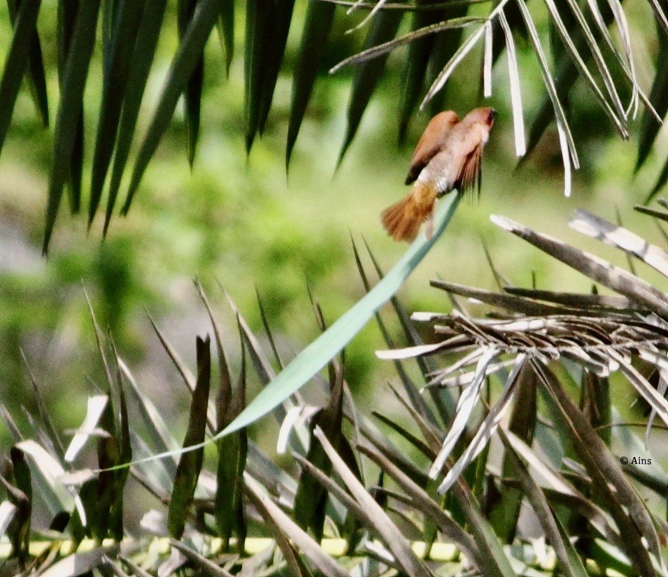 Scaly-breasted Munia - ML178841761