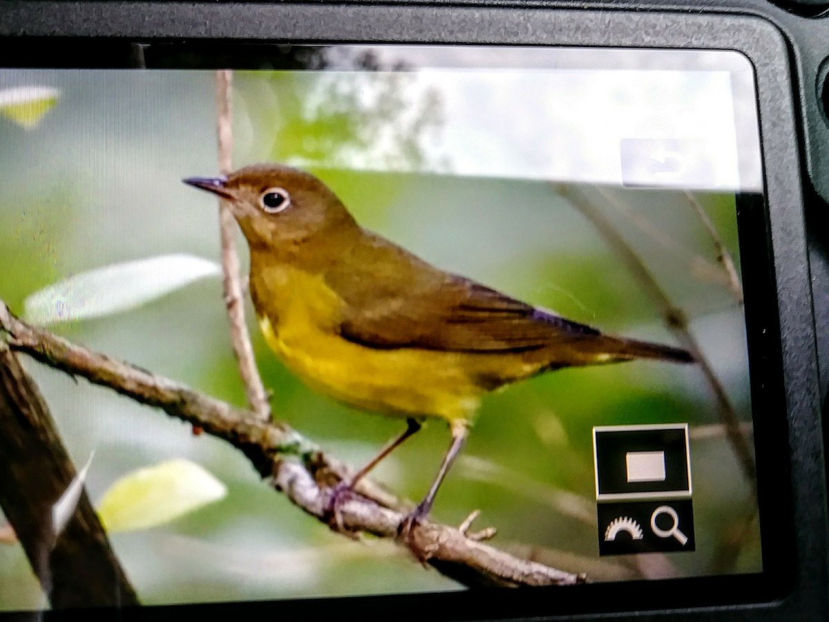 Connecticut Warbler - Scott Diedrich