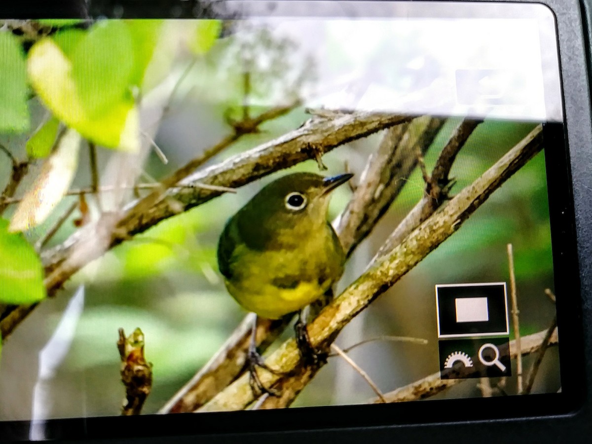 Connecticut Warbler - Scott Diedrich