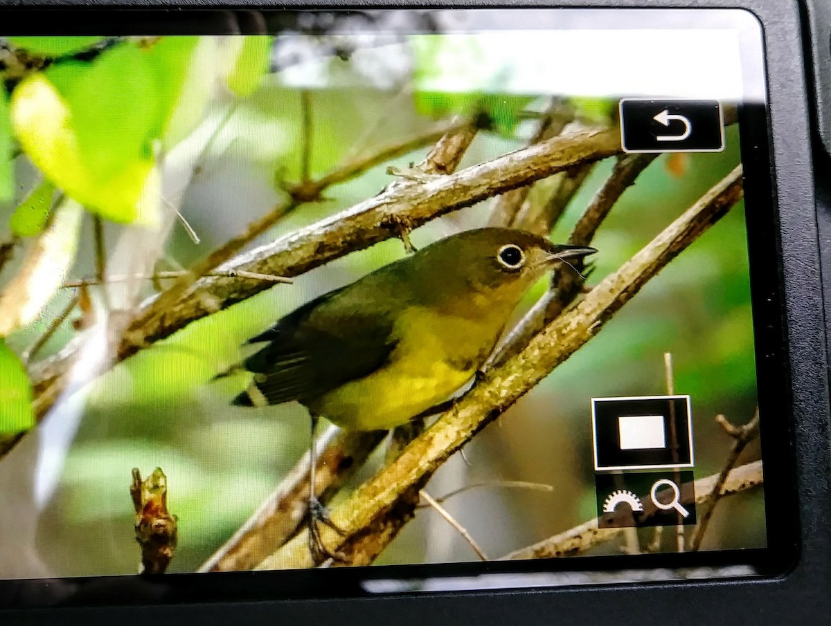 Connecticut Warbler - Scott Diedrich