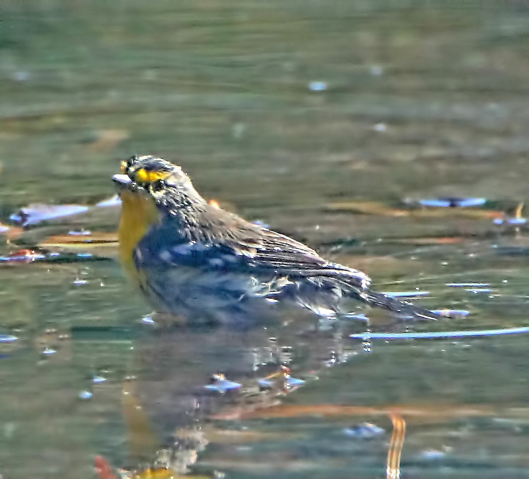 Grace's Warbler - ML178844591