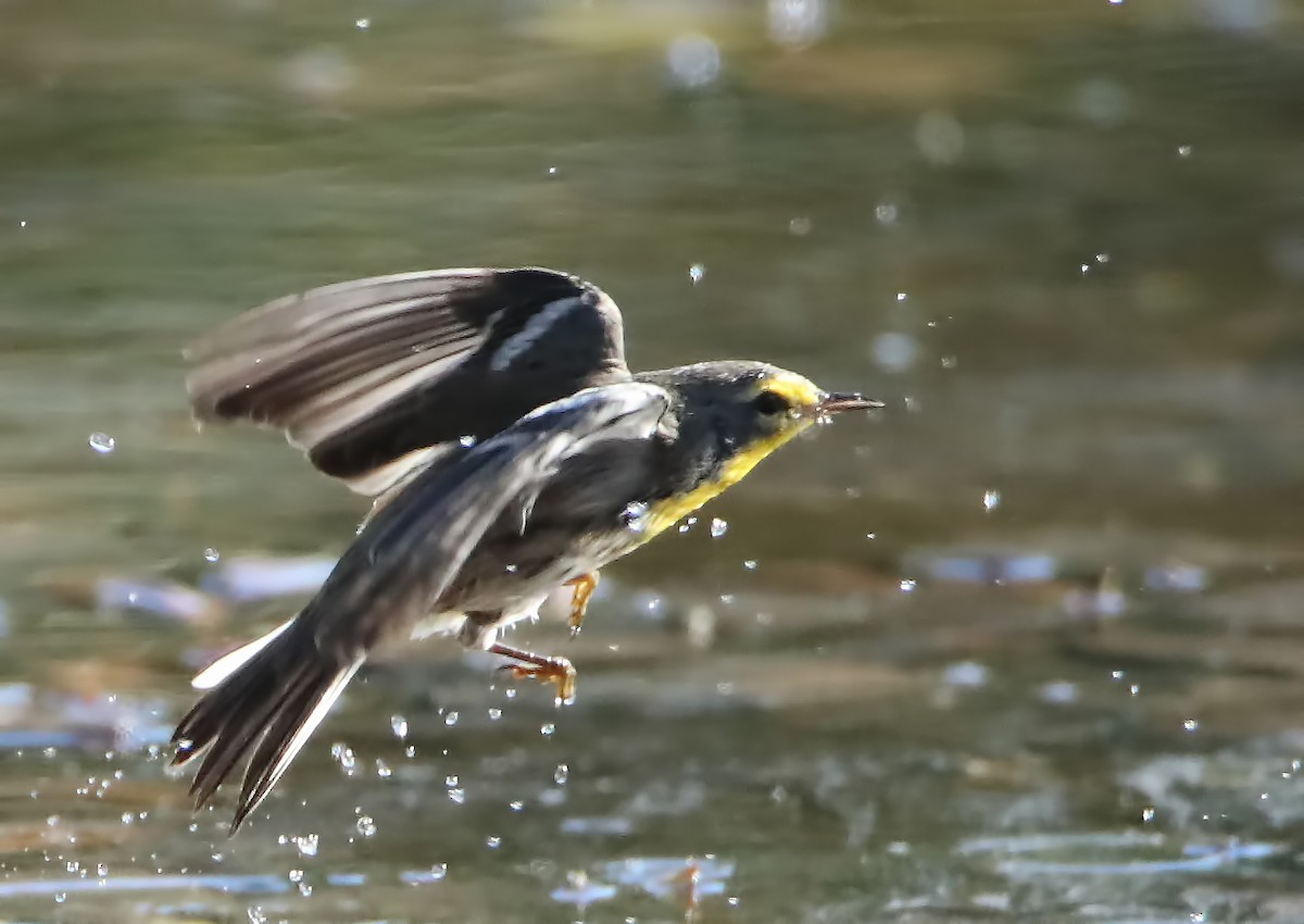 Grace's Warbler - Elizabeth Winter