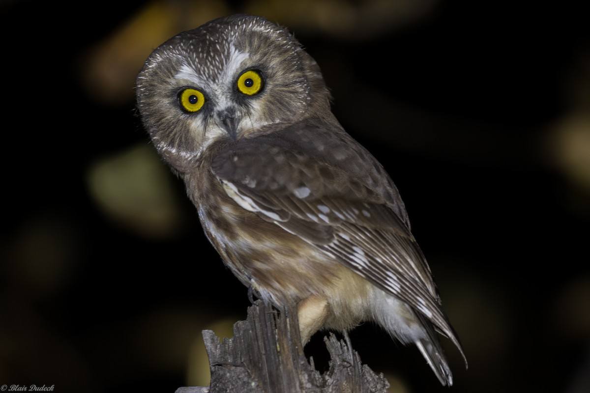 Northern Saw-whet Owl - ML178846851