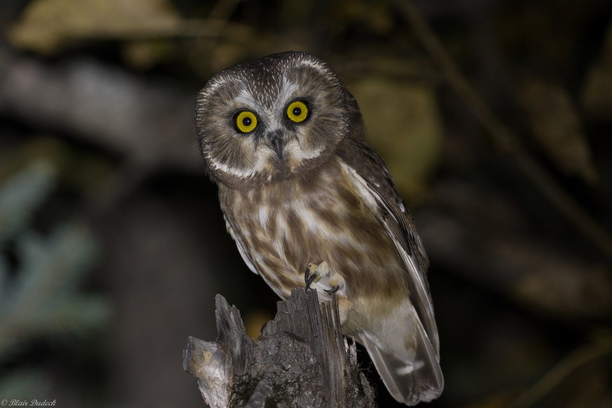 Northern Saw-whet Owl - ML178847151