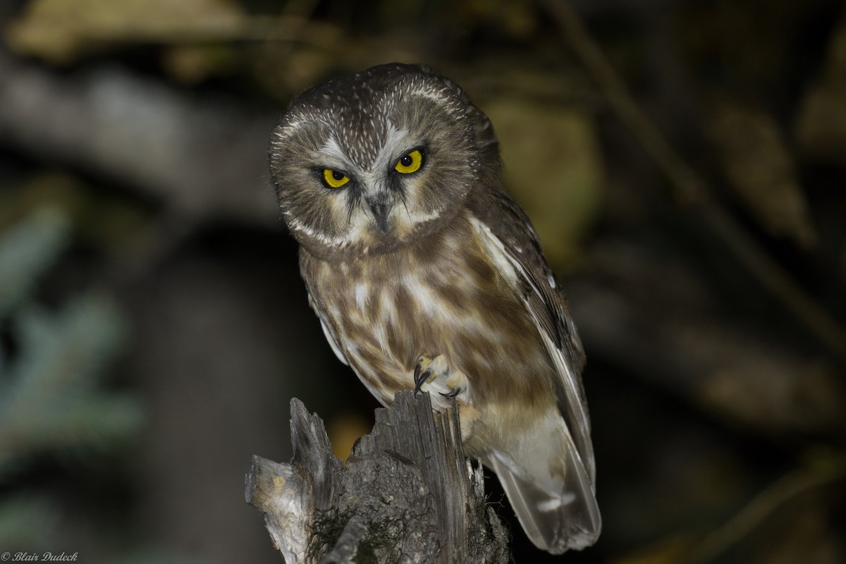 Northern Saw-whet Owl - ML178847161