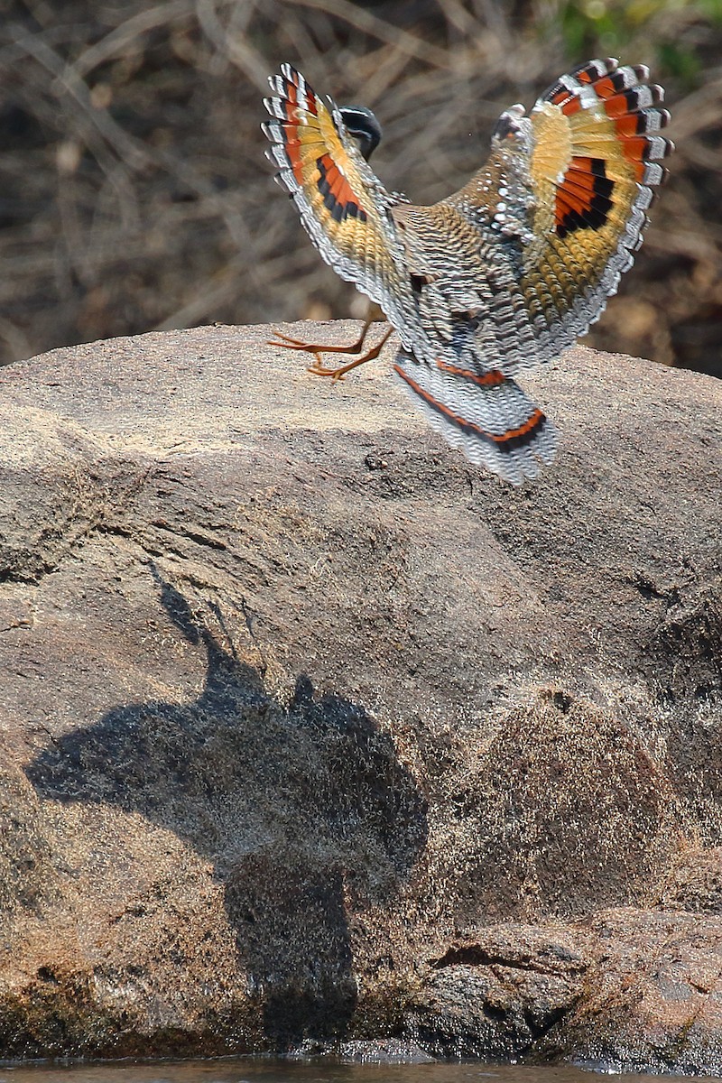 Sunbittern - ML178848851