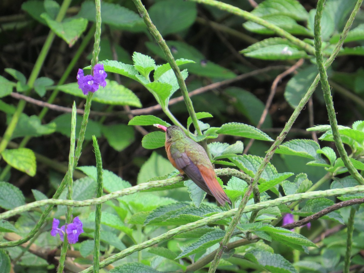 kolibřík ryšavý - ML178849211