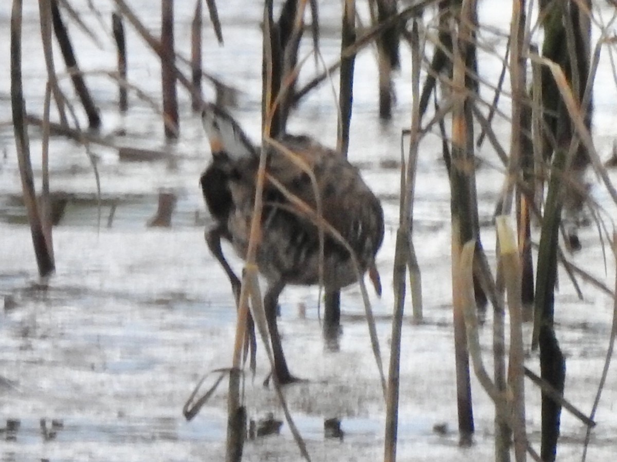 Water Rail - ML178849911