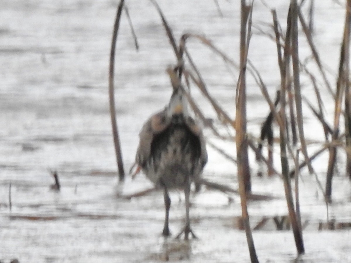 Water Rail - Dan Stoker