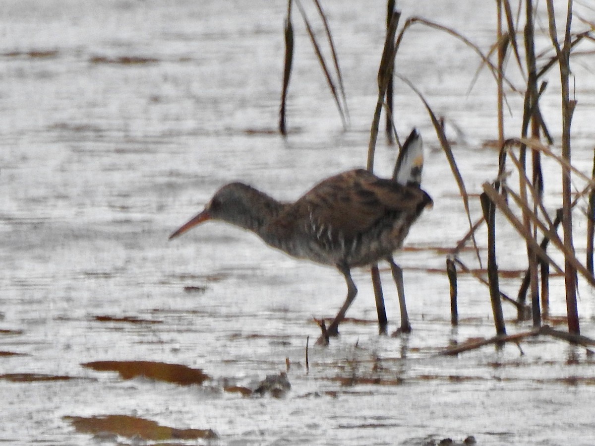 Water Rail - ML178849941