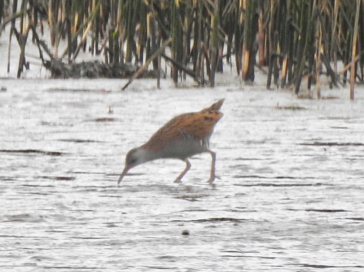 Water Rail - ML178849951