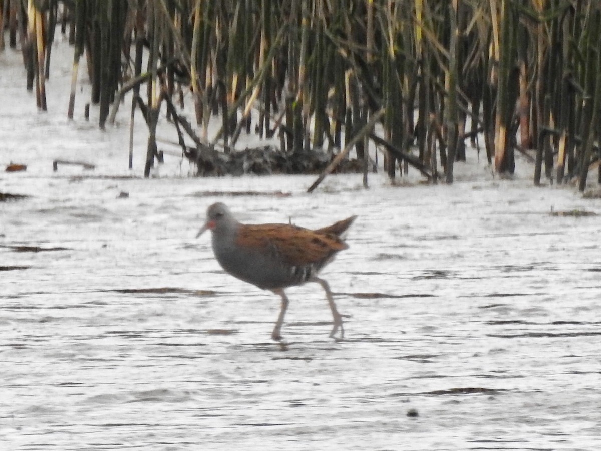 Water Rail - ML178849961