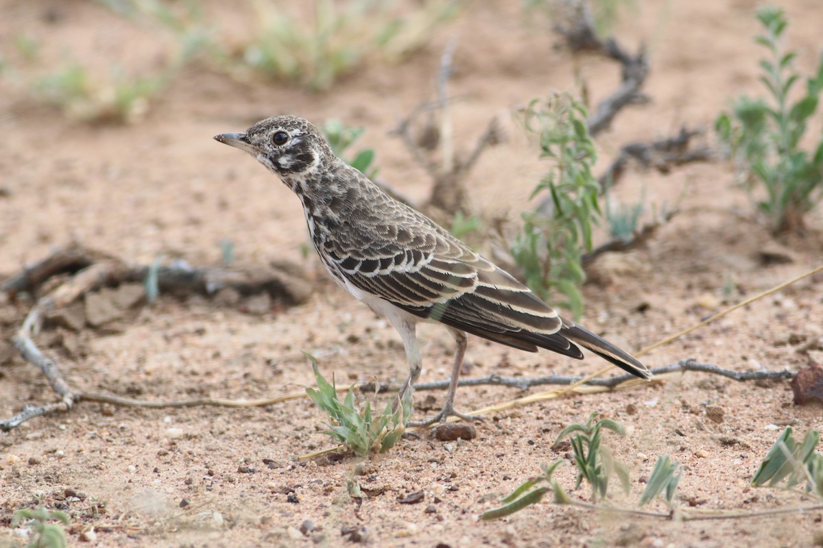 Dusky Lark - Oscar Campbell