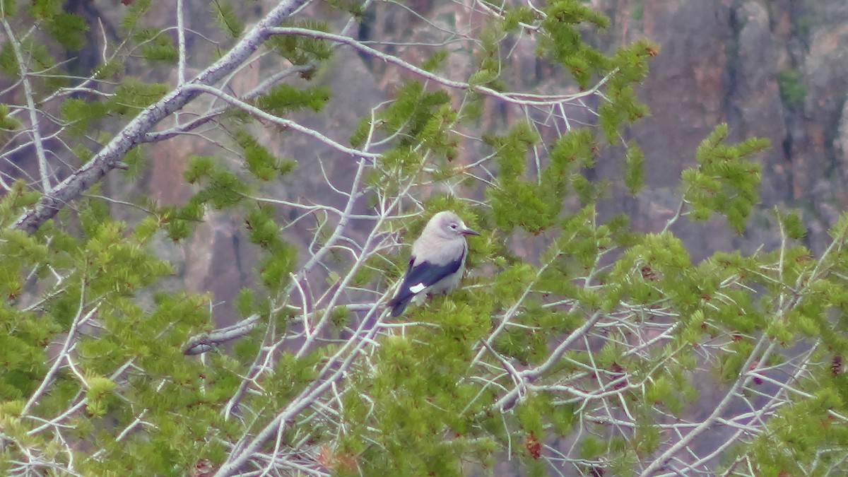 Clark's Nutcracker - Phillip Casteel