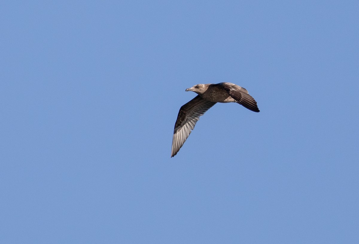 ML178852281 - Herring Gull (American) - Macaulay Library