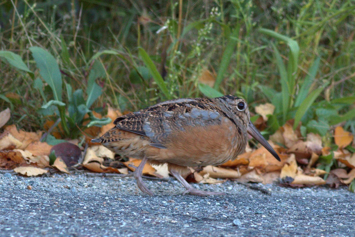 American Woodcock - ML178852971