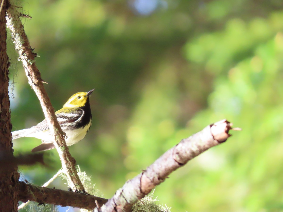 Black-throated Green Warbler - ML178855721