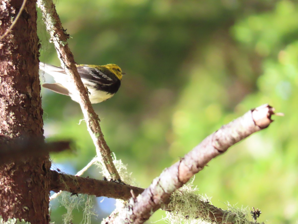 Black-throated Green Warbler - ML178855731