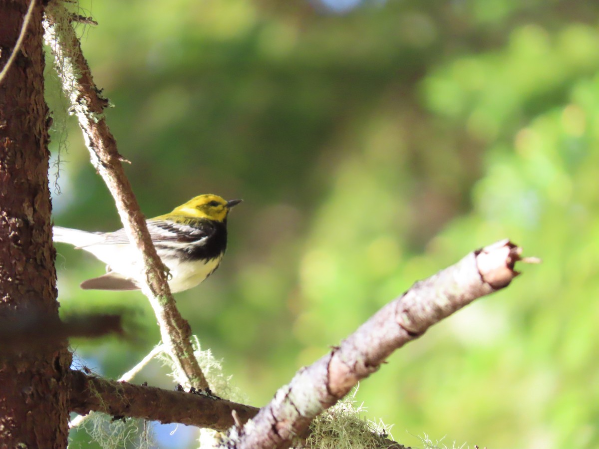 Black-throated Green Warbler - ML178855741