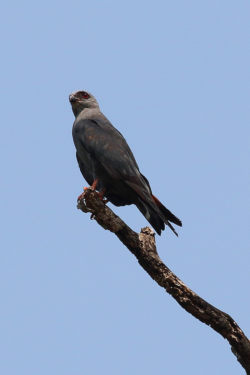 Plumbeous Kite - ML178857201